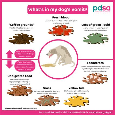 Top 9 Types Of Dog Vomit You Need To Know About